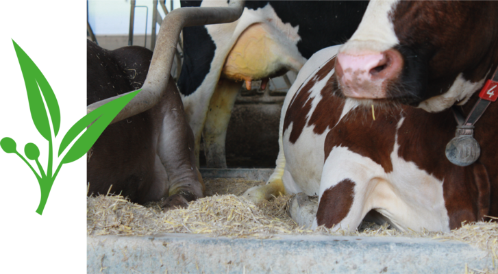 Vaches couchées dans une logette. En plus, logo de Descial ODORO sur le côté gauche.